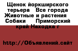 Щенок йоркширского терьера - Все города Животные и растения » Собаки   . Приморский край,Находка г.